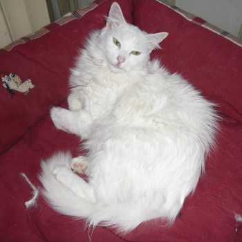 sissi