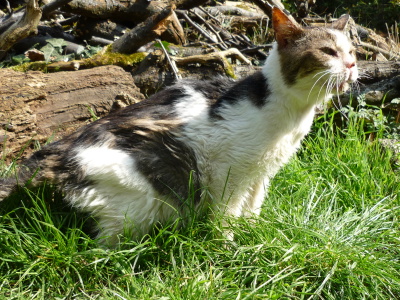 sphinx