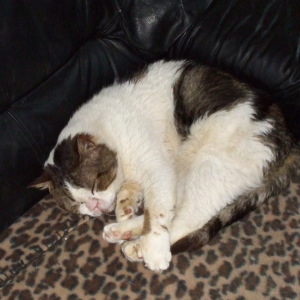 sphinx