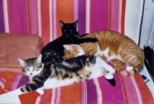 Tas de chats
