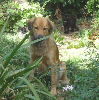 texane