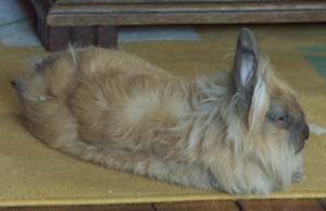 Lapin qui squatte la moquette