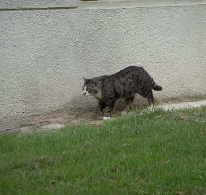 tigre