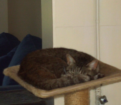 tigre