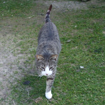 tigris