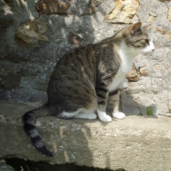 mysti