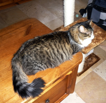 tigrou