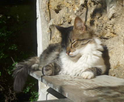 tigrou