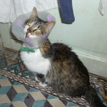 tigrou