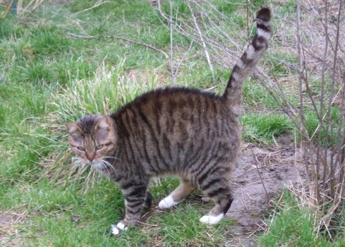 tigrou
