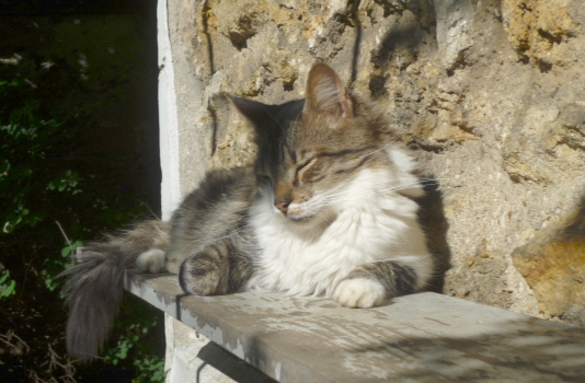 tigrou