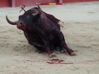 toro