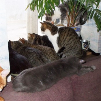groupe