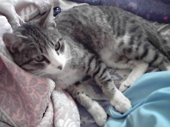 Tygris