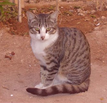 Tygris