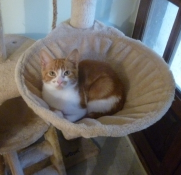 chaton