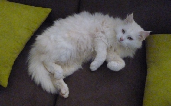 duchesse