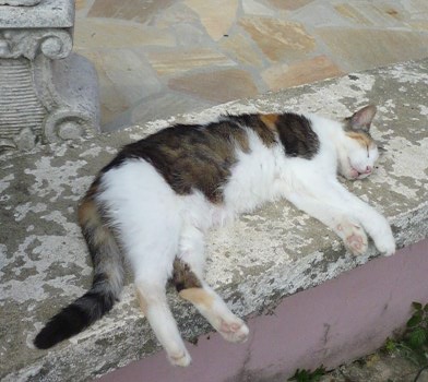 julie