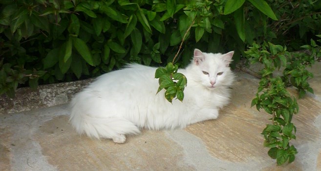 sissi