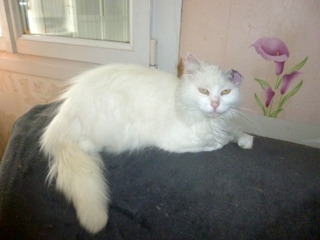 duchesse