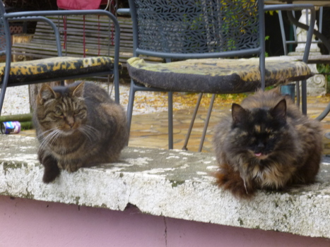 loulou
