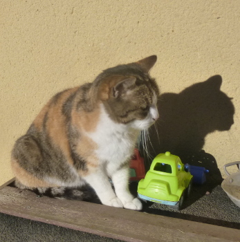 mimi
