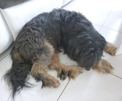 benji