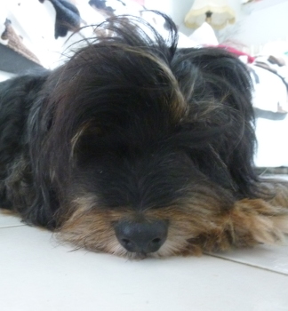benji