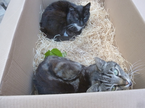 carton