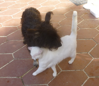 chatounet