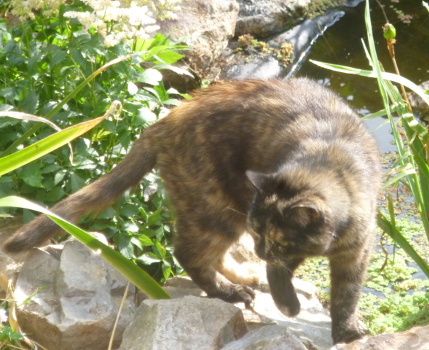 keria