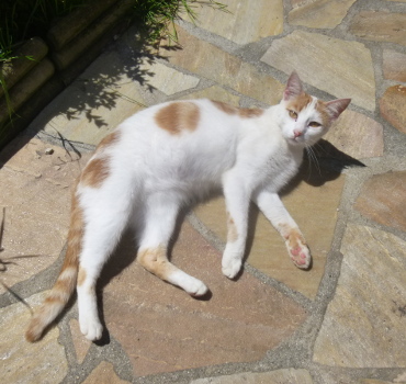 morfale