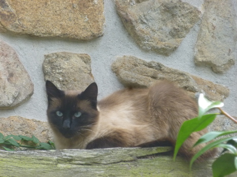 pommy