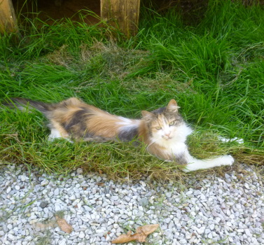 princesse