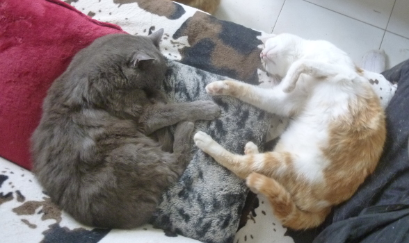 pupuce