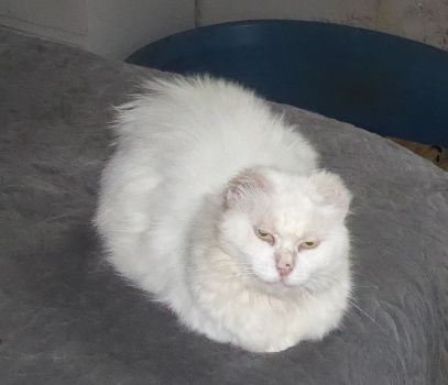 duchesse