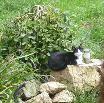 feline