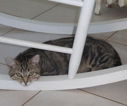 schrodinger