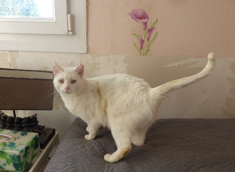 bbchaton