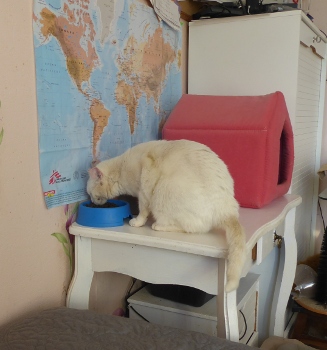 bbchaton