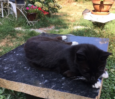 bella