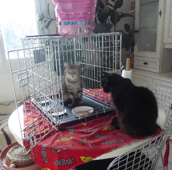 cage