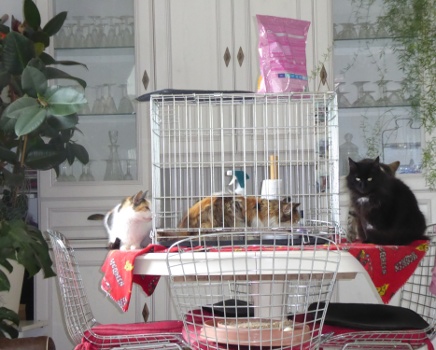 cage