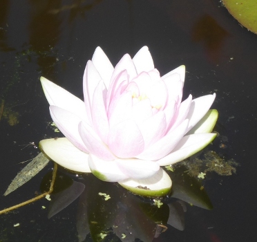 nenuphar
