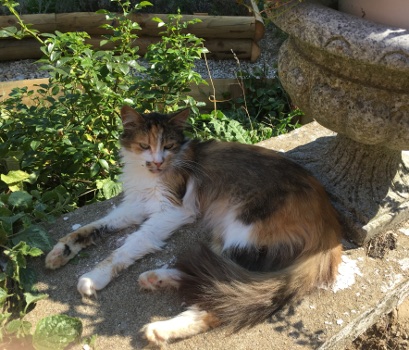 princesse