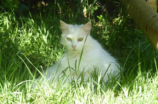 sissi