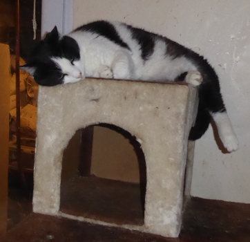 tom