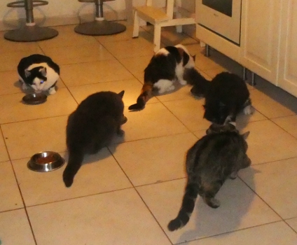 schrodinger