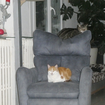schrodinger