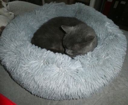 coussin